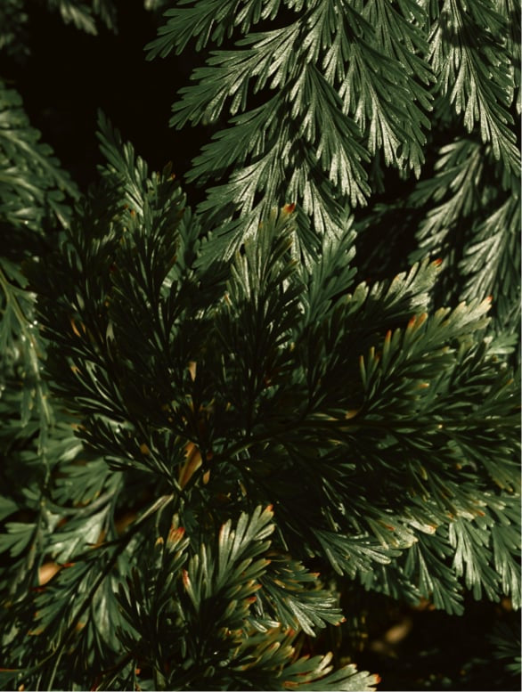 Hair Conditioner, Woody Green Notes, Freshly Cut Grass, Sweet Vetiver Volume 370 ml / 12.51 fl oz