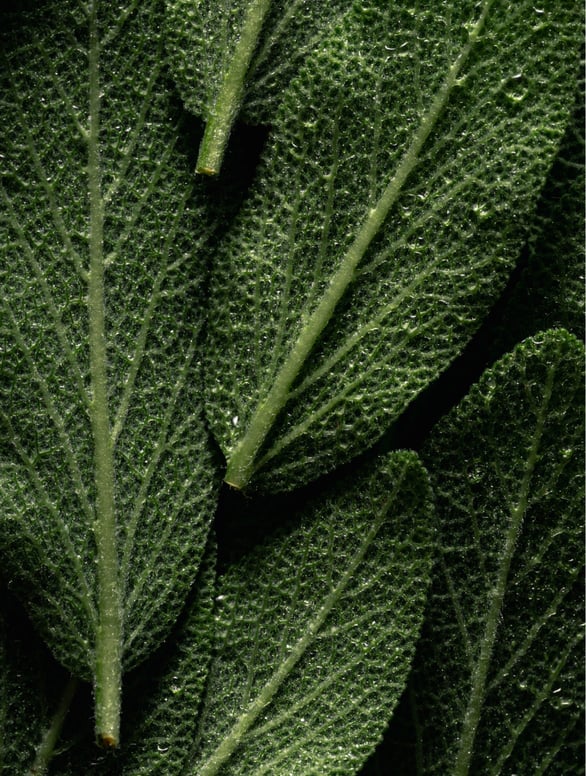 Body Oil Cardamom, Rosemary, Galbanum. Volume 150 ml / 5.07 oz